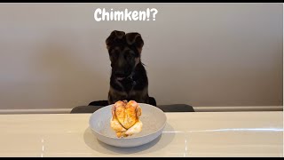 German Shepherd Puppy Food Review 1 [upl. by Steere141]