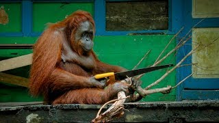 Orangutan dla zabawy piłuje gałęzie  Szpiedzy wśród zwierząt [upl. by Etana]