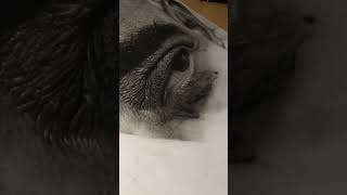 Hyperrealistic Sketch Tutorial shorts [upl. by Mundy]