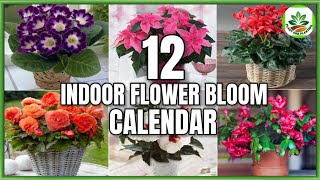 12 Indoor Flower Plants That Bloom According to 12 Months  Flower Bloom Calendar PlantandPlanting [upl. by Burrill377]