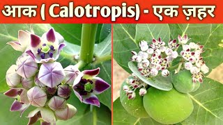 Most poisonous plant  Calotropis  आक का ज़हर [upl. by Cestar]