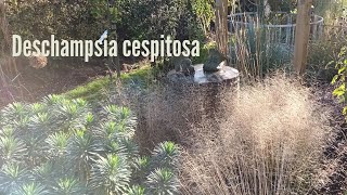 Deschampsia cespitosa a great autumn grass [upl. by Llennod389]