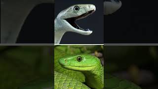 Black Mamba VS Green Mamba wildlife mamba snake [upl. by Adirem]