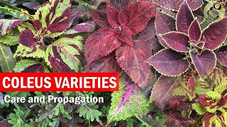 How to grow Coleus Plant Care and How to Propagate from Cuttings  Coleus cuttings  English [upl. by Peursem334]