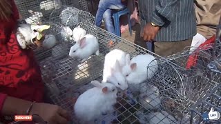 Rabbit for sale Galiff street pet market kolkata  exotic rabbit wholesale pet rabbit sale [upl. by Sutherlan513]