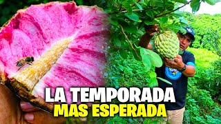 🚨ANONAS🚨 La Fruta mas esperada por Todos los SALVADOREÑOS😎 [upl. by Wing]