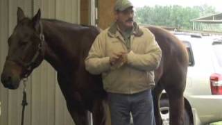 Horse Massage using the Bladder Meridian Relaxing the Horse using The Masterson Method [upl. by Glaser882]