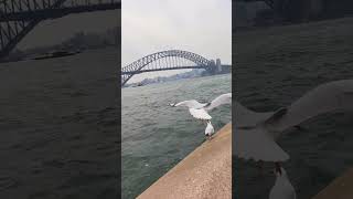 Dont Miss the Epic English Vlog at Sydney Opera House  Coming Soon [upl. by Zadack]