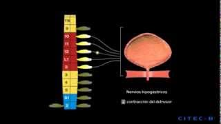 La micción 4  Fisiología de la micción [upl. by Alejna282]