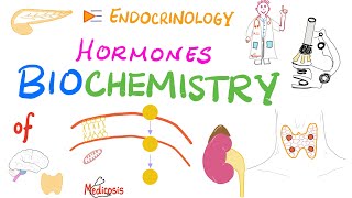 Hormone Biochemistry Genomic vs Nongenomic Actions [upl. by Naujled998]