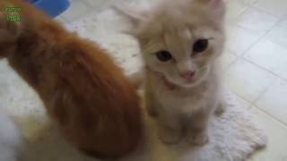 Chatons Mignons Qui Miaule COMPILATION [upl. by Nylssej]