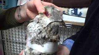 Feeding a Screech Owl [upl. by Sheya284]