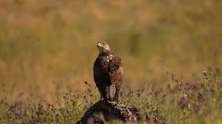 Bonellis eagle in Spain [upl. by Lazaro]