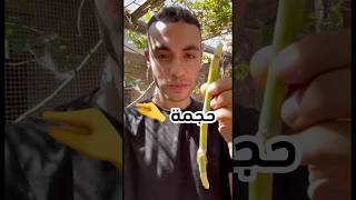 اصغر عود قصب في العالم explore garden نباتات علومالزراعه plants اشجار اكسبلور نباتاتي [upl. by Atilemrac]