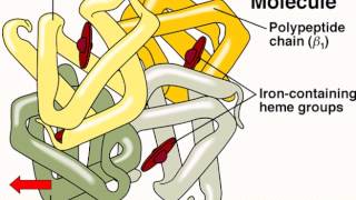 Hematology  Physiology  Part 1 [upl. by Lilli]