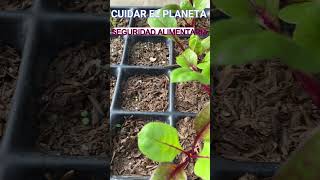 SEMBRAR EN SEMILLERO DE FORMA ESCALONADA huertaecologica plantas huertaorganica [upl. by Arag764]