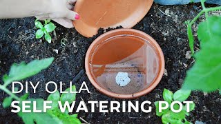 How to make DIY Ollas SelfWatering Systems for Plants [upl. by Yrkcaz]