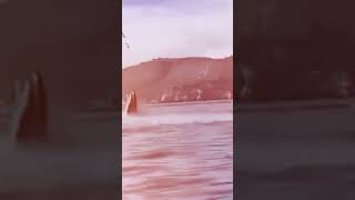 Whale Swallows Kayakers 🫢 facts viralvideo subscribe whale [upl. by Goodhen512]