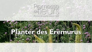 Planter des Eremurus  Vidéo pas à pas pour le jardin [upl. by Tereb]