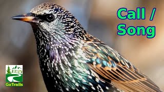 Starling bird call  song  sounds  common European [upl. by Groveman]