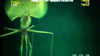 Magnapinna Squid Filmed at Drilling Site [upl. by Ledairam]