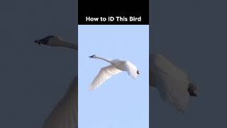 Tundra Swan in flight identification example [upl. by Eiramacissej]