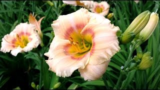 Best Perennials Hemerocallis Siloam Powder Pink Daylily [upl. by Teeniv774]