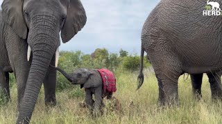 Baby Bull Phabeni Has Created New Dynamics in the Elephant Herd [upl. by Pippy352]