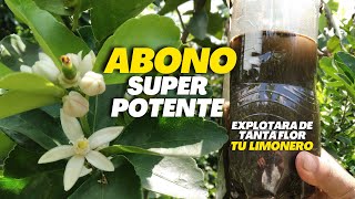 Potente FERTILIZANTE orgánico para tus CÍTRICOS 🌿 que hará que Explote de tanta Flor [upl. by Brig]