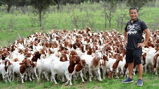 Why dont you need a big land to raise goats Discover the untold secrets of successful goat farming [upl. by Maison418]