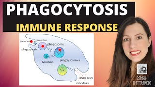 PHAGOCYTOSISAlevel Biology Phagocytes and macrophages engulf pathogens amp lysozyme destroys them [upl. by Cost]