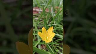 Yellow lily  Zephyranthes citrina plant [upl. by Naihr]