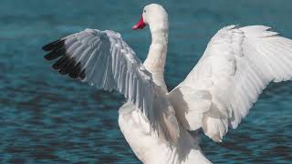 Top 5 Facts About Swans  Beautiful Birds  Heaviest Flying Bird  Birds Facts  Nature Top Facts [upl. by Lefton17]