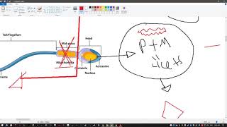 Mitochondrial inheritance and cystic fibrosis USMLE STEP 1 [upl. by Omlesna]