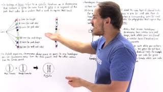 Genes Alleles and Loci on Chromosomes [upl. by Etnaed]