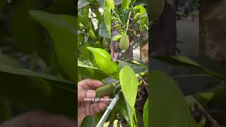 কাঁঠালের মুচি কেন খাবেন না। কাঁঠাল jackfruit jacktree artocarpusheterophyllus moraceae [upl. by Enra]