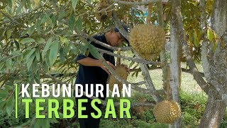 Kebun Durian Terbesar Hasilkan Buah Melimpah Ukuran Monster [upl. by Inverson]