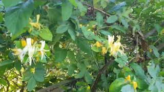 Mock orange Philadelphus virginalis and her intoxicating aroma [upl. by Haggerty]