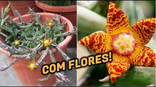 20 ESPÉCIES DE HUERNIA  20 ESPÉCIES DE ORBEA COM FLORES PARA IDENTIFICAÇÃO [upl. by Edelstein95]