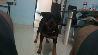 Rottweiler barking Rottweiler Maggie [upl. by Vernon]