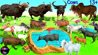 Indian animals  Cows Cattle Gaur Buffalo Brahman Ongole Yak Carabao Tamaraw Banteng 13 [upl. by Nonarb]