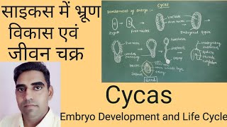 Embryo Development and Life Cycle in Cycas  साइकस में भ्रूण विकास एवं जीवन चक्र पीढ़ी एकांतरण [upl. by Arleyne]