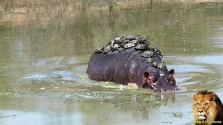 A Record Thirty Turtle Terrapins Riding On Hippo Back [upl. by Miarhpe766]