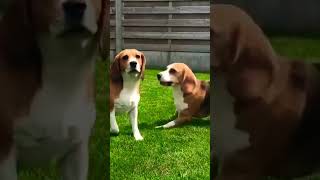 Play Barking Beagles [upl. by Heidie]