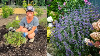 PLANTING BEYOND MIDNIGHT CARYOPTERIS  MINI GARDEN TOUR [upl. by Elolcin535]