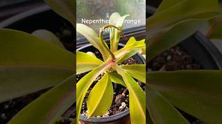 Nepenthes a strange plant carnivorousplant nepenthes plant indoorplants indoorgardening [upl. by Floridia701]