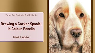 Cocker Spaniel Drawing in Colour Pencils  Pet Portrait [upl. by Lallage790]