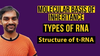 Types of RNA  Structure of tRNA  Molecular Basis of Inheritance [upl. by Maidel]