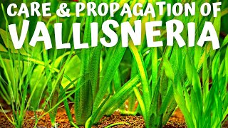 Vallisneria Care Guide One of the EASIEST Aquarium Plants to Grow [upl. by Strickler43]