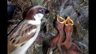 Sparrow feeding their chicks in the nest [upl. by Emmeram424]